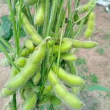 Jiaoda No.18 Edamame Seeds | Medium-Early Maturing Spring Soybean, Sweet Tender Waxy Texture, Abundant Pods