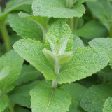 Apple Mint Seeds | Mentha suaveolens, Easy Grow Perennial Herb with Soft White Hairs for Flower Beds, Borders & Pots