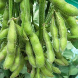 Jiaoda No.18 Edamame Seeds | Medium-Early Maturing Spring Soybean, Sweet Tender Waxy Texture, Abundant Pods
