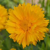 Coreopsis Seeds – Double-Flowered Variety, Easy to Grow, Cold Tolerant, Drought Resistant, Ideal for Home Gardeners