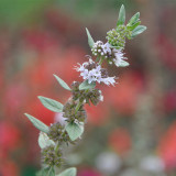 Apple Mint Seeds | Mentha suaveolens, Easy Grow Perennial Herb with Soft White Hairs for Flower Beds, Borders & Pots