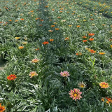 Gazania Seeds – Easy to Grow, Long Blooming Season, Wide Color Range, Perfect for Home Gardening