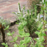 Apple Mint Seeds | Mentha suaveolens, Easy Grow Perennial Herb with Soft White Hairs for Flower Beds, Borders & Pots