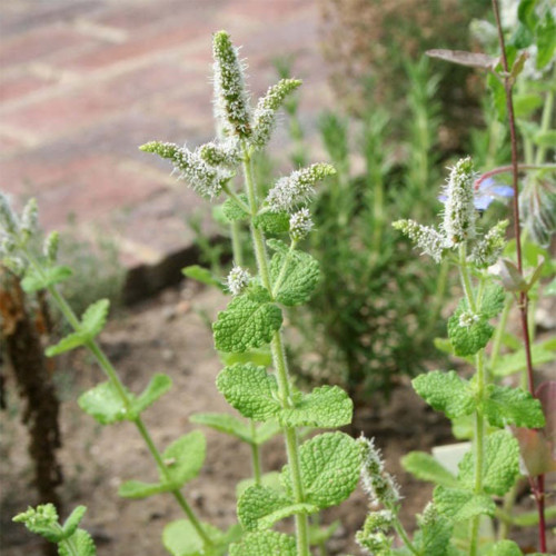 Apple Mint Seeds | Mentha suaveolens, Easy Grow Perennial Herb with Soft White Hairs for Flower Beds, Borders & Pots