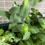 Apple Mint Seeds | Mentha suaveolens, Easy Grow Perennial Herb with Soft White Hairs for Flower Beds, Borders & Pots