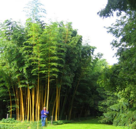 Phyllostachys Aureosulcata Bamboo Seeds - Ornamental Plant for Home & Garden