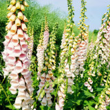 Pink Foxglove Seeds | Digitalis purpurea, Bell-Shaped Flowers for Borders, Containers & Mass Planting