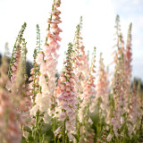 Pink Foxglove Seeds | Digitalis purpurea, Bell-Shaped Flowers for Borders, Containers & Mass Planting