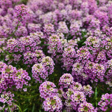 Purple Sweet Alyssum Seeds – Premium Purple Flowers, Easy to Grow, Low Maintenance, Perfect for Flower Beds & Pots