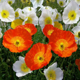 Iceland Poppy Seeds – Premium Perennial Flower Variety, Easy to Grow, Showy Petals, Highly Ornamental
