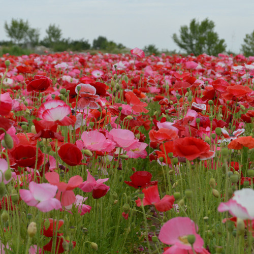 Corn Poppy Mixed Colors Seeds – Cold Tolerant, Easy to Grow, Low Maintenance, Perfect for Flower Beds & Pots