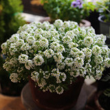 White Sweet Alyssum Seeds – Premium Perennial Herb, Easy to Grow, Sweet Fragrance, Perfect for Home Gardening