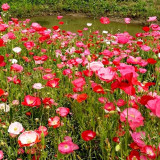 Corn Poppy Mixed Colors Seeds – Cold Tolerant, Easy to Grow, Low Maintenance, Perfect for Flower Beds & Pots