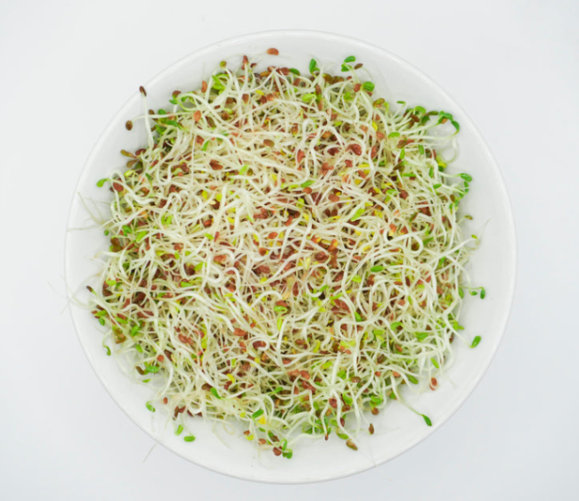 Organic Alfalfa Sprouting Seeds, Heart-Healthy Edible Sprout Seed