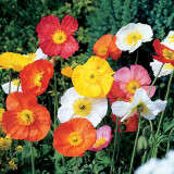 Iceland Poppy Seeds – Premium Perennial Flower Variety, Easy to Grow, Showy Petals, Highly Ornamental