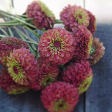 Zinnia elegans 'Queeny Lime Red' Seeds – Compact Variety, Sturdy Stems, Full Double Blooms, Unique Layered Gradient Hues