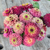 Zinnia elegans 'Queeny Lime Red' Seeds – Compact Variety, Sturdy Stems, Full Double Blooms, Unique Layered Gradient Hues