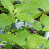 Holy Basil Seeds – Ocimum tenuiflorum, Thai Culinary Herb, Easy to Grow, Slightly Spicy & Fragrant for Home Garden