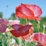 Corn Poppy Mixed Colors Seeds – Cold Tolerant, Easy to Grow, Low Maintenance, Perfect for Flower Beds & Pots