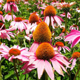 Purple Coneflower Seeds – Easy to Grow, Adaptable, Long Blooming, Vibrant Color, Ornamental & Medicinal Value