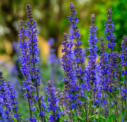 Blue Sage (Salvia farinacea) Seeds | Attract Butterflies & Bees, Ornamental Flower