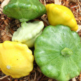 Yellow Patty Pan Squash Seeds – Flying Saucer Shape, Pale Yellow Skin, Ornamental & Edible for Home Garden