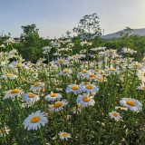 Shasta Daisy Seeds – Easy to Grow, Long Blooming, Elegant White Flowers, Compact Plants for Home Gardens