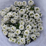 White Sweet Alyssum Seeds – Premium Perennial Herb, Easy to Grow, Sweet Fragrance, Perfect for Home Gardening