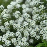 White Sweet Alyssum Seeds – Premium Perennial Herb, Easy to Grow, Sweet Fragrance, Perfect for Home Gardening