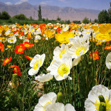 Iceland Poppy Seeds – Premium Perennial Flower Variety, Easy to Grow, Showy Petals, Highly Ornamental