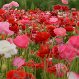 Corn Poppy Mixed Colors Seeds – Cold Tolerant, Easy to Grow, Low Maintenance, Perfect for Flower Beds & Pots