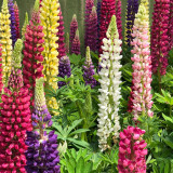 Mixed Color Lupine Seeds – Easy to Grow, Quick to Bloom, Vibrant Colors, Ideal for Borders, Gardens & Cut Flowers