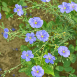 Blue Flax Seeds – Elegant Soft Blue Flowers, Adaptable, Easy to Grow, Long Blooming, Perfect for Beginners