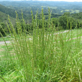 Lolium perenne 'Fairy Green' | Perennial Ryegrass Seeds – Fast Germination, Dense Turf, Shade & Drought Tolerant