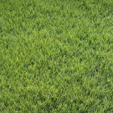 Festuca arundinacea 'Rebel V BT' | Tall Fescue Seeds – Dwarf, Fine-Leaved, Dark Green Turf Grass