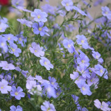 Blue Flax Seeds – Elegant Soft Blue Flowers, Adaptable, Easy to Grow, Long Blooming, Perfect for Beginners