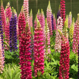 Mixed Color Lupine Seeds – Easy to Grow, Quick to Bloom, Vibrant Colors, Ideal for Borders, Gardens & Cut Flowers