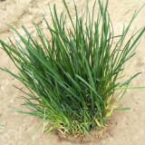 Festuca arundinacea 'Rebel V BT' | Tall Fescue Seeds – Dwarf, Fine-Leaved, Dark Green Turf Grass
