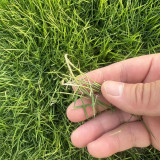 Festuca arundinacea 'Rebel V BT' | Tall Fescue Seeds – Dwarf, Fine-Leaved, Dark Green Turf Grass