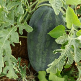Black Beauty Watermelon Seeds - Early Maturing, High-Yield, Easy to Grow, High Sugar Content, Excellent Flavour