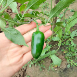 Heirloom Jalapeño Pepper Seeds – Moderately Spicy, Thick Flesh, Crisp Texture for Garden & Cooking