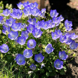 Tufted Bellflower Seeds - Perennial Herb, Easy to Grow, Unique Appearance, Ideal for Home Gardens
