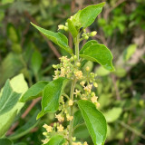 Gurmar Seeds – Gymnema Sylvestre, Traditional Herb Plant, Easy to Grow, Unique Pods, Compact Climber