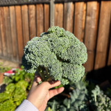 Broccoli Seeds – Annual/Biennial Herbaceous Plant, Rich in Nutrients, Easy to Grow for Home Gardeners