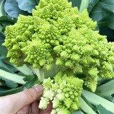 Green Romanesco Coated Seeds - Premium F1 Hybrid, Mid-Late Maturing, High Yield, Easy to Grow
