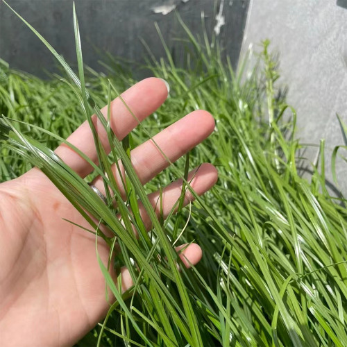 Lolium perenne 'Green Joy' | Perennial Ryegrass Seeds – Fast Lawn Establishment for Slope Protection & Low-Cost Turf