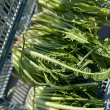 Puntarelle Chicory Seeds – Classic Roman Ingredient with Refreshing Crisp Texture and Rich Distinctive Taste
