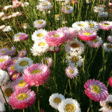 Tall Strawflower Mix Seeds - Everlasting Flower for Cut Dried Bouquets, Drought Tolerant, Full Sun, Easy Grow Annual