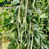 'Zhengjiang Yinshuai' Cowpea Seeds - Silver-White Pods, Easy to Grow, Thick Flesh, High-Yield, Continuous Pod-Setting