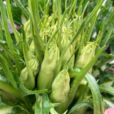 Puntarelle Chicory Seeds – Classic Roman Ingredient with Refreshing Crisp Texture and Rich Distinctive Taste